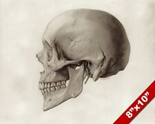 Human skull side for sale  South Jordan