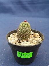 Sulcorebutia rauchii monstruosa 2412p for sale  Shipping to South Africa