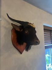 Taxidermy vintage domestic for sale  UK