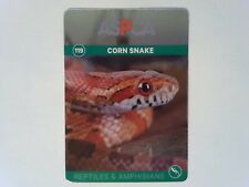 Foil corn snake for sale  Saint Louis