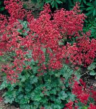 Heuchera sanguinea coral for sale  BLACKBURN