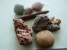 Lot fossiles bélemnite d'occasion  Saint-Aubin-sur-Mer