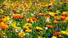 1000 samen ringelblumen gebraucht kaufen  WÜ-Heidingsfeld,-Heuchelhof