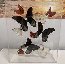 Papilio rumanzovia male for sale  Lady Lake