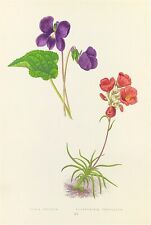 Violeta Americana Viola Botânica por Wooster Original Xilogravura Cor 1872 comprar usado  Enviando para Brazil