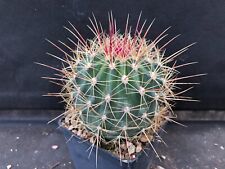 Ferocactus alamosanus cactus usato  Massafra