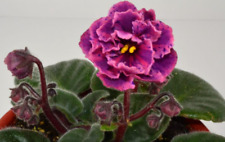 African violet chimeras for sale  Fairport