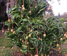 Pickering mango tree for sale  Danielson