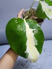 Monstera White Lava for sale  Shipping to South Africa