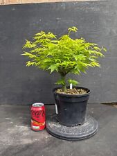 Japanese maple pre for sale  MILTON KEYNES