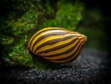 Zebra nerite snail for sale  EDINBURGH