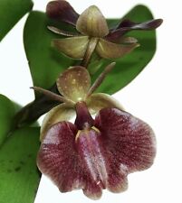 Epidendrum panama ruby for sale  North Royalton