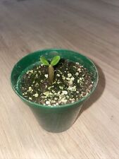 Adenium obesum seedling for sale  CHATHAM