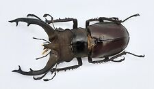 Lucanus fryi, A1, 65mm, Thailand, #LL30 for sale  Shipping to South Africa