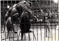 Photo cirque. cage d'occasion  Pacé