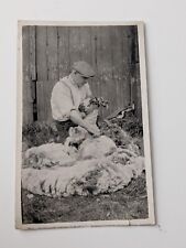 sheep shears for sale  CARLISLE