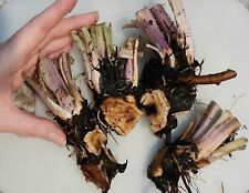 Organic comfrey crowns for sale  Meridian