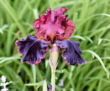 Iris strozzapreti rizoma. usato  Bologna