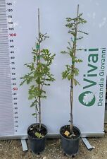 Pianta quercus pubescens usato  Altamura