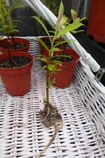 Salix chaenomeloides mount for sale  HEYWOOD