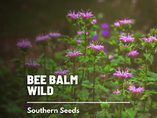 Bee balm wild for sale  Frisco
