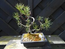 Bonsai mugo pine for sale  CANNOCK