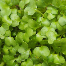 Watercress culinary plant for sale  UK