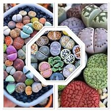 10x lithops seeds for sale  GLOUCESTER