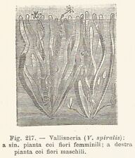B3672 Vallisneria spiralis - 1930 xilografia epoca - Vintage engraving - Gravure usato  Villafranca Piemonte