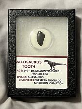 Allosaurus dinosaur tooth for sale  Baldwin