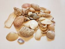 Cowrie shells seashell for sale  BOLTON