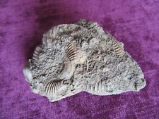 Fossilien ammonit dactyloceras gebraucht kaufen  Biebertal