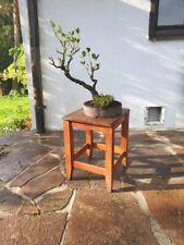 Utdoor bonsai alnus gebraucht kaufen  Beilngries