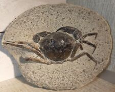 Superbe crabe fossile d'occasion  Boussens