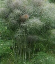500 bronze fennel for sale  EXETER