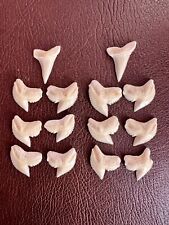 Tiger shark tooth. usato  Limbiate