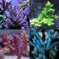 Coral frags sps for sale  FAVERSHAM