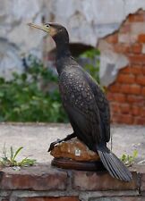 Präparat kormoran gebraucht kaufen  Leipzig