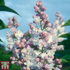 Lilac tree hardy for sale  IPSWICH