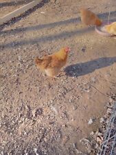 orpington buff hen for sale  Delano