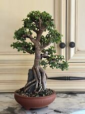Dwarf jade bonsai for sale  Wrentham