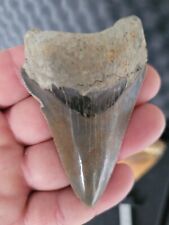 Megalodon shark tooth for sale  Shipping to Ireland