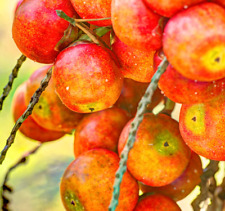 Butia capitata seeds usato  Napoli