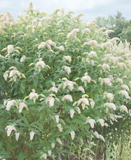 Sommerflieder buddleja rot gebraucht kaufen  Wurzen