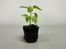 Dorset naga plant for sale  LONDON