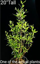 Organic olive tree for sale  Fallbrook