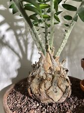 Encephalartos manikensis seed usato  Torino