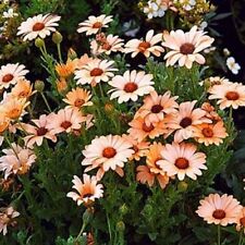 African daisy salmon for sale  Akron