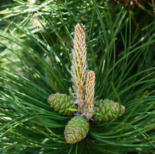 Pinus nigra nigra for sale  NEWTOWNARDS