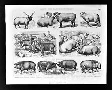 1874 bilder zoology for sale  Fairview